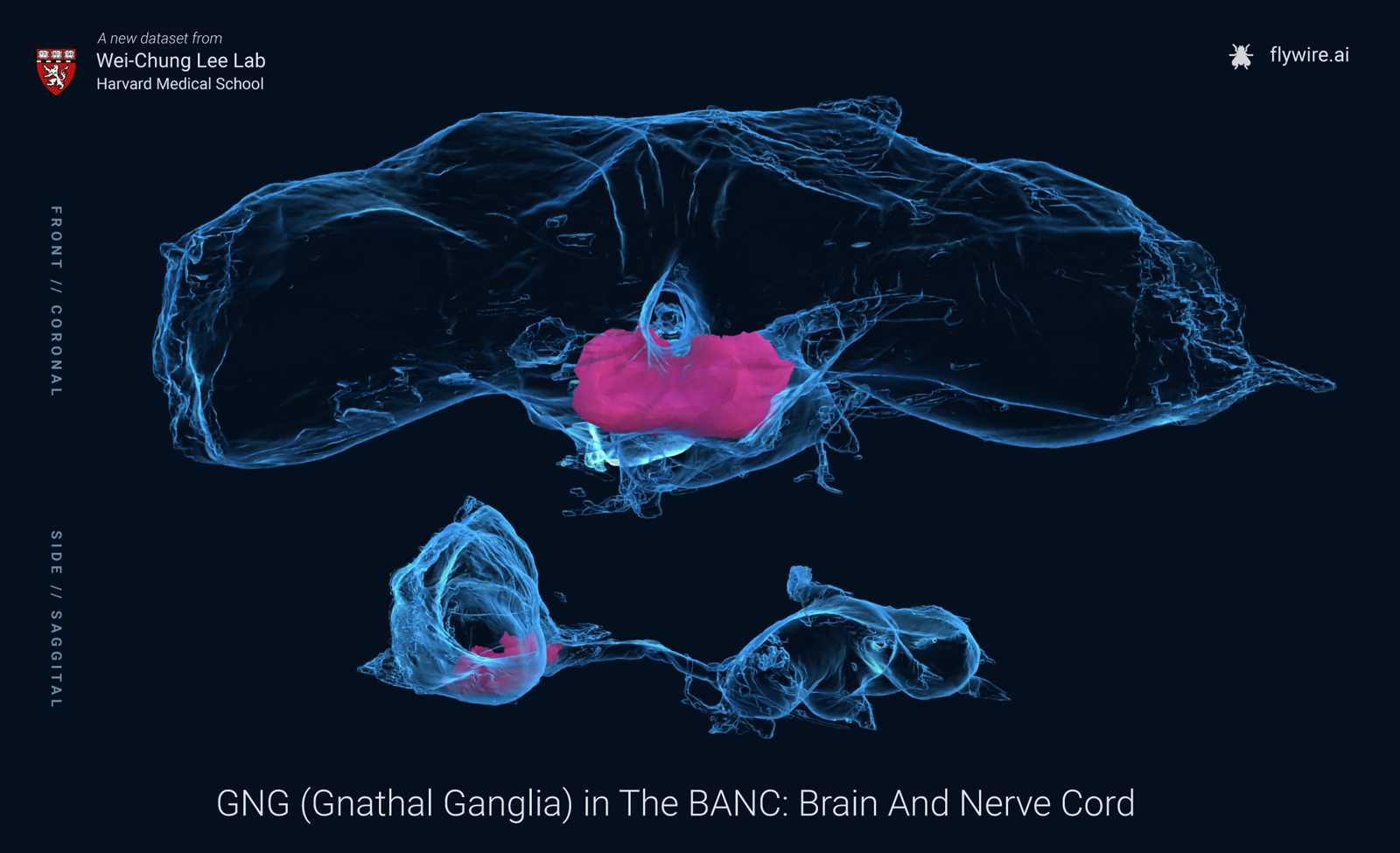 neuronal wiring diagram of an adult brain